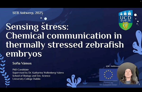 Sensing stress: Chemical communication in thermally stressed zebrafish embryos 