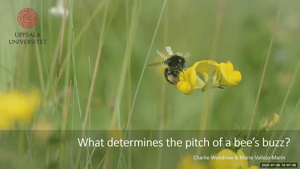 What determines the pitch of a bee's buzz?