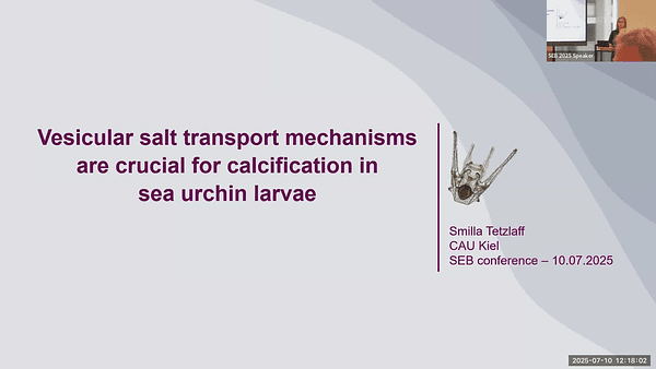 Vesicular salt transport mechanisms are crucial for calcification in sea urchin larvae