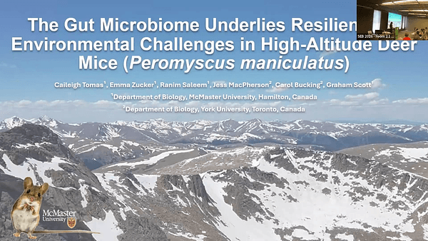 The gut microbiome underlies resilience to environmental challenges in high-altitude deer mice.