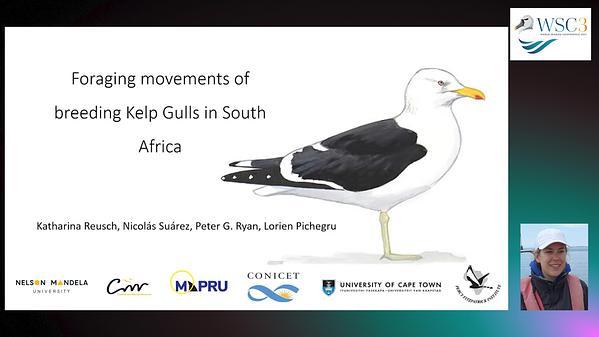 Foraging movements of breeding Kelp Gulls in South Africa