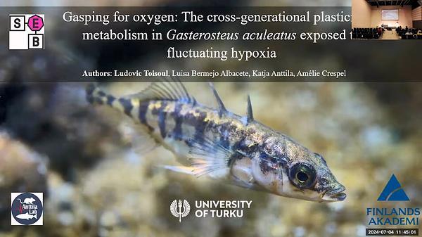 Gasping for oxygen: The  cross-generational plasticity of  metabolism in Gasterosteus aculeatus exposed to fluctuating hypoxia