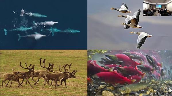 Seasonal flexibility along the oxygen cascade allows for high-altitude flights in migratory songbirds