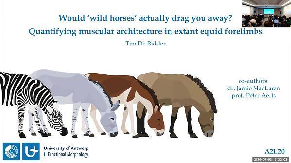Could 'wild horses' drag you away? Comparing muscular architecture in the forelimbs of extant equids (Perissodactyla: Equidae).