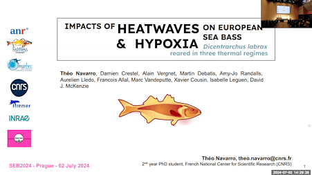 Impacts of heatwaves and hypoxia on three European seabass Dicentrarchus labrax populations reared in three seasonal thermal regimes