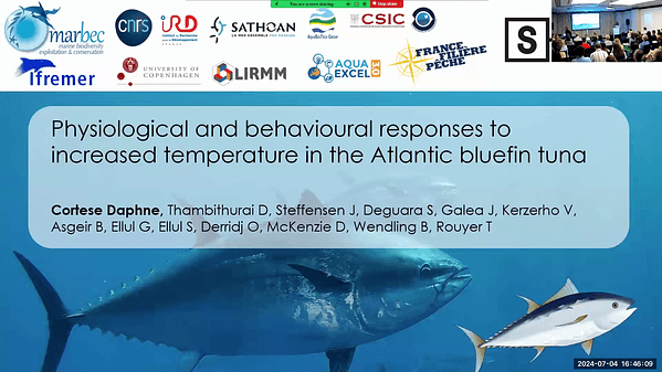 Physiological and behavioural responses to increased temperature in the Atlantic bluefin tuna