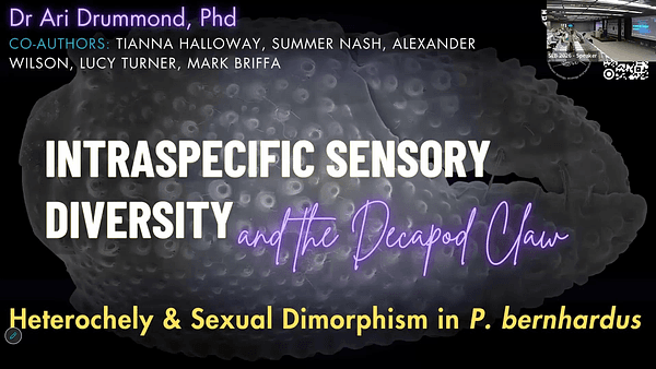 Intraspecific Sensory Diversity and the Decapod Claw: Patterns of Sensillation Are Heterochelic and Sexually Dimorphic In Pagurus bernhardus